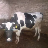 فروش گاو  شیری وتلیسه