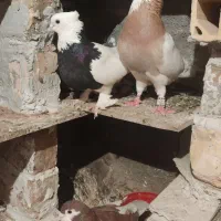 طوقی|پرنده|گرمه, |دیوار