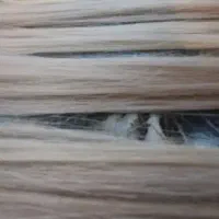 مو بلوند طبیعی روس