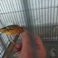سهره قناری  دستی ودهن سهره