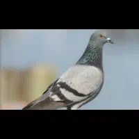 کفتر معاوضه با جوجه مینا یا جوجه پرندگان