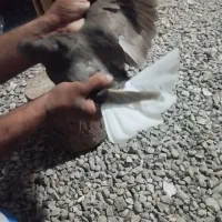 6عدد کفتر