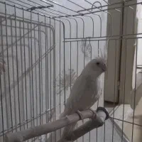 عروس هلندی ماده