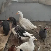 دوتا غاز ماده فروشی میبد