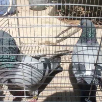 کبوتر رنگی