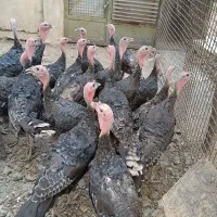 فروش بوقلمون برنز
