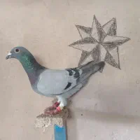 پرنده المانی
