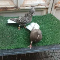 جفت کوهی دمسفید عتیقه شکلاتی