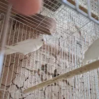 جفت مرغ عشق البینو چشم شرابی با جوجه
