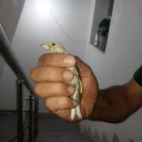 جوجه سهره