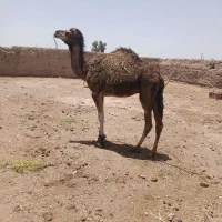 شتر|حیوانات مزرعه|گوهرکوه, |دیوار