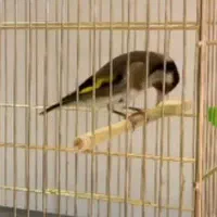 سهره سر سیاه