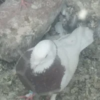 کبوتر