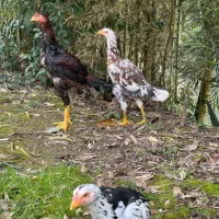 معاوضه پرتقال با حیوانات مزرعه