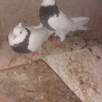 جفت طوقی نر و ماده