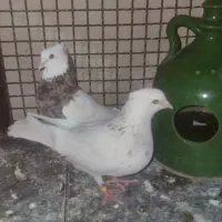 یک جفت طوقی