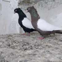 یه جفت پلاکی  یه جفت سینه سیاه