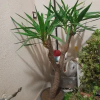 یوکا سرسبز