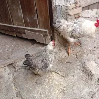 مرغ و خروس محلی اصیل