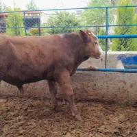 تعداد 2 راس گوساله