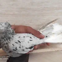 هفت‌رنگ دم سفید