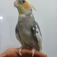 عروس هلندی رام دستی سالم بالغ