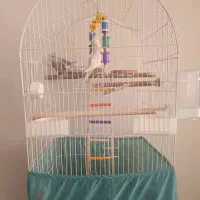 عروس هلندی