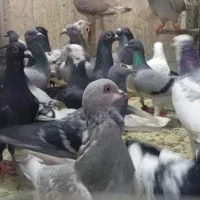45تا کفتر پرشی