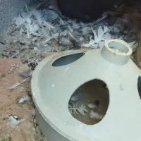 کبوتر اوچان