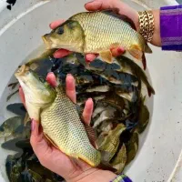 بچه کپور سایز درشت کف دستی