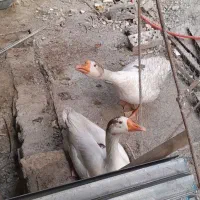۲ عدد غاز سالم نر و ماده
