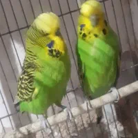 مرغ عشق انگلیسی مولد گریدA