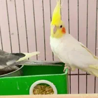 عروس هلندی جفت مولد،نر ماده بالغ سینامون لوتینو