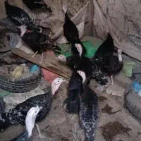 بوقلمو ۵ میلیون