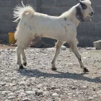 کهره نر جوخوار
