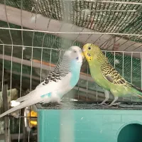 ۱جفت مرغ عشق