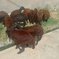 بره ماده قزل افشار