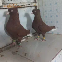 کبوتر رنگی . هفرنگ دمسفید  کله زرد
