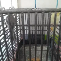 عروس هلندی