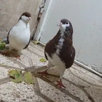 ساده سرخ