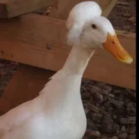 اردک کاکلی ماده تخم گذار 2 عدد