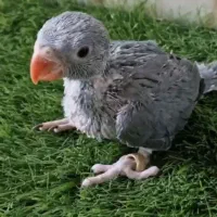 جوجه طوطی ملنگو طوسی