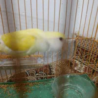 طوطی کوتوله ماده
