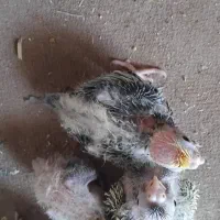 جوجه عروس هلندی