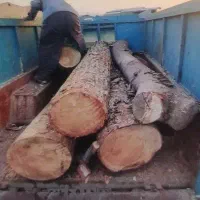 خرید چوب درخت خشک و تر . وحرص رایگان درخت