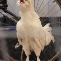 خروس خاص زیبا و جوان و زینتی