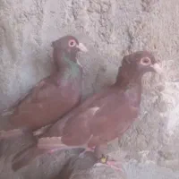 سرخ سیستان کاکل