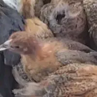 جوجه مرغ نیمچه