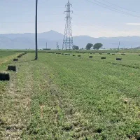 فروش یونجه