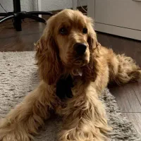 واگذاری سگ اسپانیو